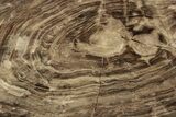 Polished Oligocene Petrified Wood (Pinus) - Australia #247845-1
